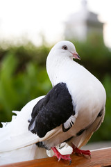 Purebred Pigeon Close-Up on Green Grass Background
