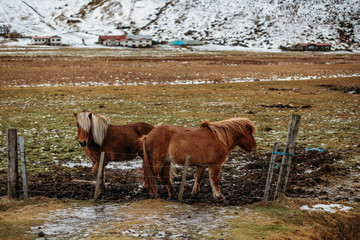 Konie islandzkie, islandia koń, zagroda, konie na islandii © michaldolibog