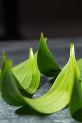 Green leaves of an exotic plant, curved by a Crescent on a dark background. Selective focus. Background of natural green leaves, detailed texture