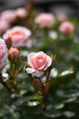 Rosa Rosenbl&uuml;ten