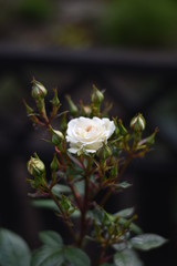 Weiße Rosenblüte und Knospen