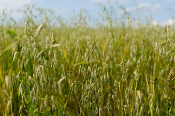 rye field in summer sunny day