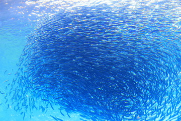 魚群