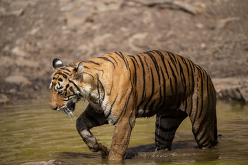 Royal bengal female tiger resting near water body of the jungle. Animal in forest stream near rock and hills. Wild cat in natural habitat at ranthambore national park, Rajasthan, india, asia	