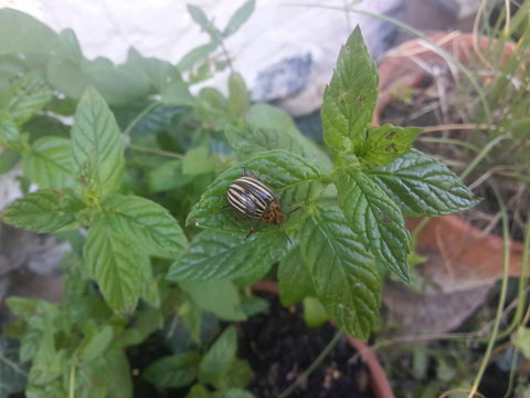 Doryphore sur un pied de menthe