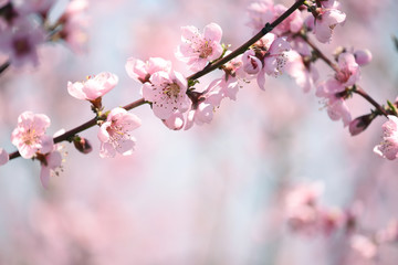 Obraz premium Delicate bloom pink peach flowers.