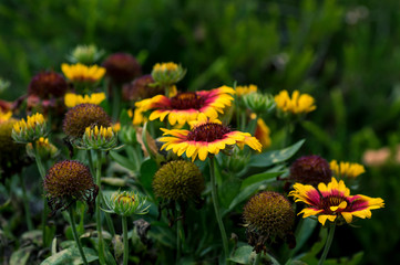 Garden sunflower. Detailed yellow blossoms on dark background. 