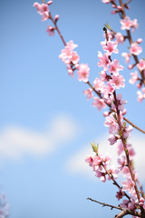 Delicate bloom pink peach flowers.