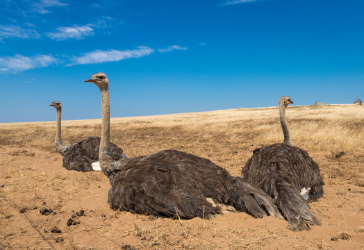 Tres avestruces descansan en medio del campo