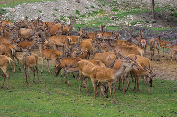 Herd of deer in the farm preserve