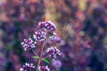 Verbena inflorescence. Flower with tiny violet and blue blossoms. Interesting sunny background and beautiful bokeh.