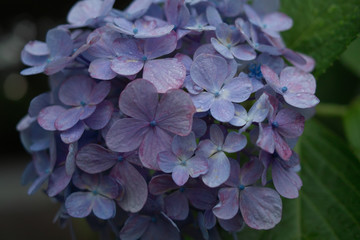 あじさい、花