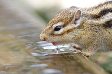 Obraz premium 水を飲むシマリス