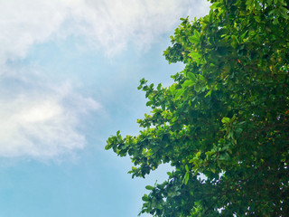 green tree and blue sky