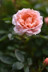 Rosa Rosenblüte