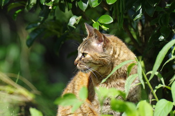 緑に囲まれた　猫