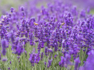 Obraz premium Closeup violet lavender flowers with bee on field. French lavender in the garden, soft light effect.