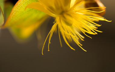 Zarte gelbe Blumen - Johanniskraut ( Hypericum )