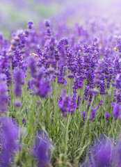 Closeup violet lavender flowers with bee on field. French lavender in the garden, soft light effect.