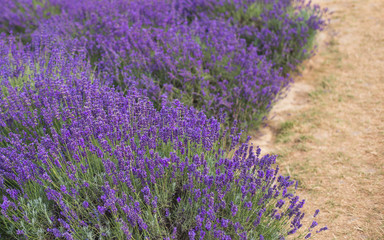 Fototapeta na wymiar Lavender field in the summer. the path between the flowers bushes