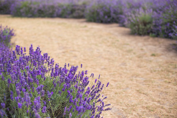 Obraz premium Lavender field in the summer. the path between the flowers bushes