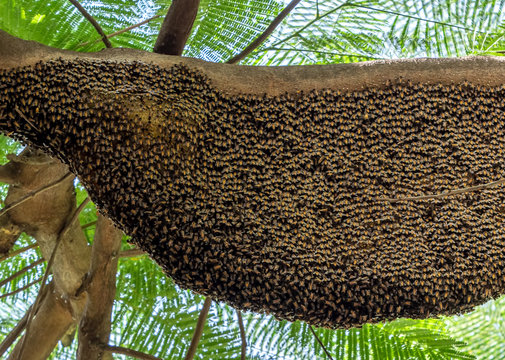 Close up Huge Beehive of Giant Honey Bees on a Branch