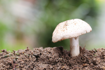 Tropical poisonous mushrooms blossoming in the forest.