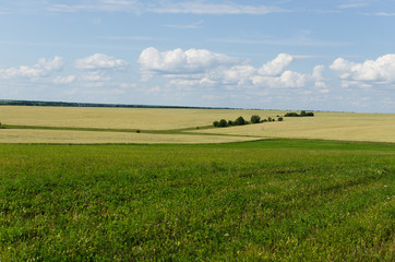 Fototapeta na wymiar field sown with peas, grass in the field