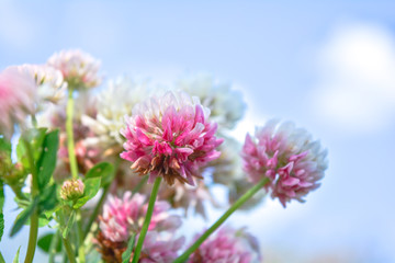 Blurred white Shamrock clover flower aka Trifolium on blue sky on summer meadow