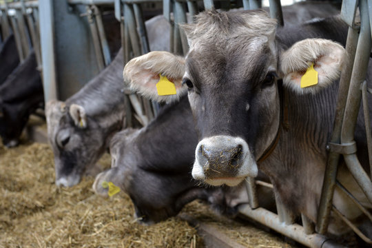 cows eats hay on dairy farm. Feeding on animal home farm.