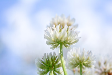 Blurred white Shamrock clover flower aka Trifolium on blue sky on summer meadow