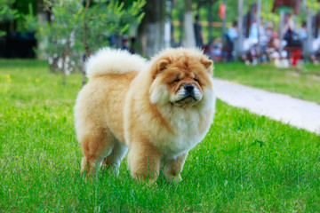 The dog breed chow chow