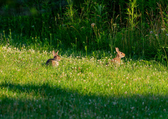 Cottontail rabbit (Lepus sylvaticus) on meadow,nature scene from Wisconsin