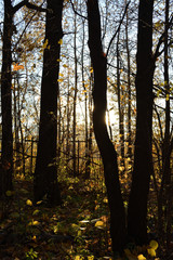 Dark tree trunks on sunset. Contrast light in autumn forest.