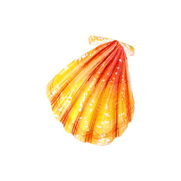 Yellow sea shell scallop.