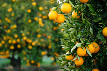 Valencia oranges hanging from tree with more laden trees in blurred orchard background. - obrazy, fototapety, plakaty