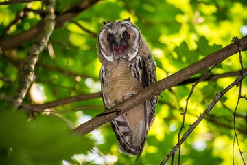 Young long-eared owl (Asio otus) screaming sitting on a branch in the forest. Kaluzhskiy region, Russia