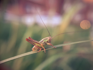 Young rasshopper sitting on a green leaf