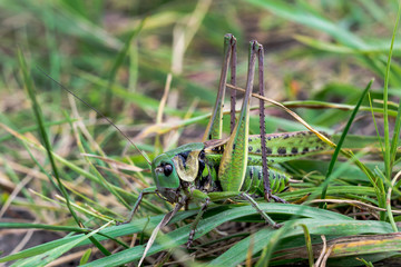 Green grasshopper sitting on a green leaf