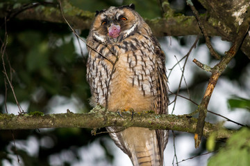 Young long-eared owl (Asio otus) screaming sitting on a branch in the forest. Kaluzhskiy region, Russia