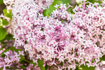 Naklejka premium lacs blooming plants background. soft focus photo.