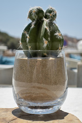 Detail view of a little green cactus flower in sand pot