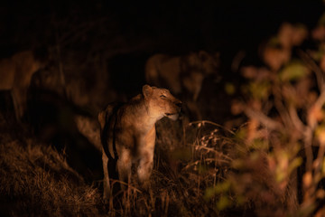 Lion pride moving around in the early evening with the glow of a spotlight.