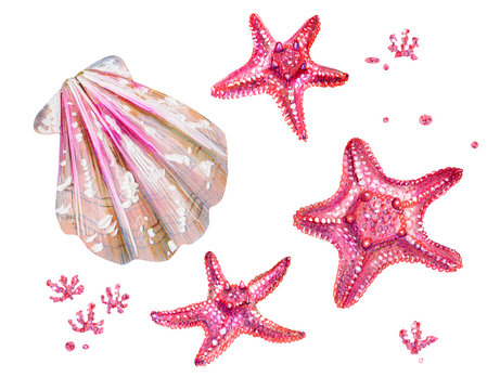 Set of sea shells of scallops and sea stars.