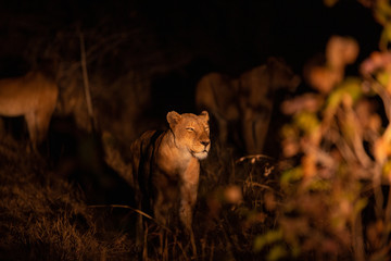 Fototapeta na wymiar Lion pride moving around in the early evening with the glow of a spotlight.