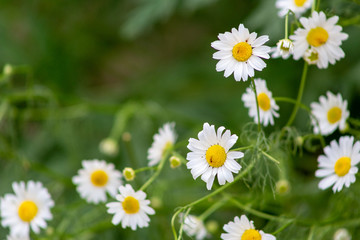 Obraz premium aster, background, beautiful, beauty, bed, bipinnatus, bloom, blooming, blossom, bokeh, botany, bright, calm, closeup, color, colorful, cosmos, cosmos flowers, countryside, decorative, environment, fi