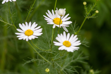 aster, background, beautiful, beauty, bed, bipinnatus, bloom, blooming, blossom, bokeh, botany, bright, calm, closeup, color, colorful, cosmos, cosmos flowers, countryside, decorative, environment, fi