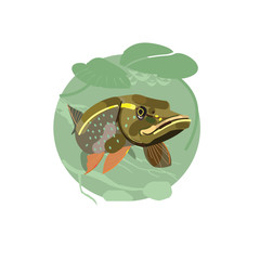 Pike illustration. River fish. Predatory fish pike