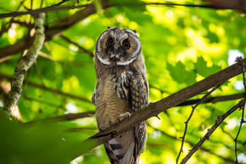 Young long-eared owl (Asio otus) in the forest on a tree. Kaluzhskiy region, Russia