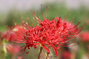 彼岸花　ヒガンバナ　赤い花　秋の花　仏花
